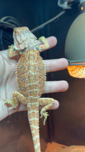 Load image into Gallery viewer, Hypo Female (Demi)
