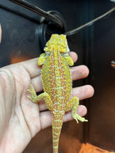 Load image into Gallery viewer, Citrus Dunner Male (Malone)
