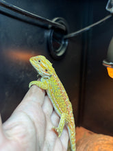 Load image into Gallery viewer, Citrus Dunner Male (Malone)
