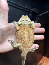 Load image into Gallery viewer, SPICY Female (Reba)
