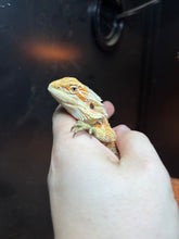 Load image into Gallery viewer, SPICY Female (Reba)
