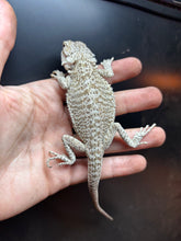 Load image into Gallery viewer, Leatherback Female (Cardi)
