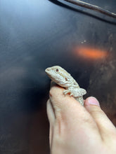 Load image into Gallery viewer, Leatherback Female (Cardi)
