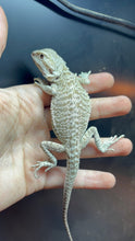 Load image into Gallery viewer, Leatherback Female (Cardi)
