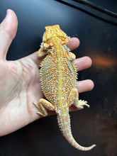 Load image into Gallery viewer, Dunner Female (Nicki)
