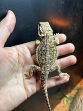 Load image into Gallery viewer, Dunner Male (Biggie)
