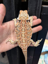 Load image into Gallery viewer, RESCUE Leatherback Male (Creed)

