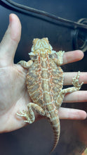 Load image into Gallery viewer, RESCUE Leatherback Male (Creed)
