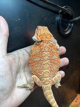 Load image into Gallery viewer, Male (Elvis)
