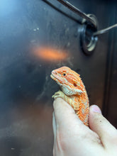 Load image into Gallery viewer, Male (Elvis)
