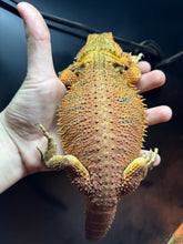 Load image into Gallery viewer, SPICY Male (Ozzy)
