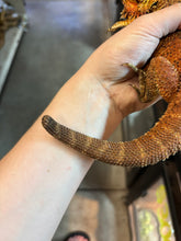 Load image into Gallery viewer, SPICY Male (Ozzy)

