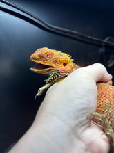 Load image into Gallery viewer, SPICY Male (Ozzy)
