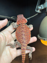 Load image into Gallery viewer, Red Monster Male (Rocket)
