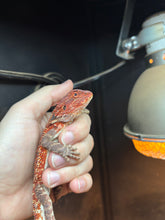 Load image into Gallery viewer, Red Monster Male (Rocket)
