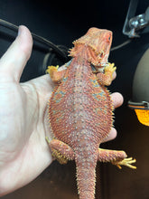 Load image into Gallery viewer, Red Male (Tucker)
