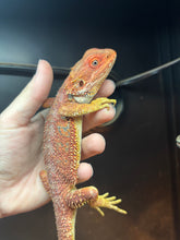 Load image into Gallery viewer, Red Male (Tucker)
