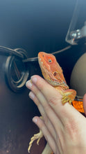 Load image into Gallery viewer, Red Male (Tucker)
