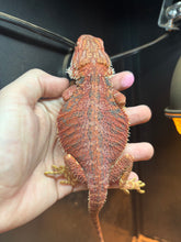 Load image into Gallery viewer, Red Female (Molly)
