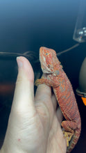 Load image into Gallery viewer, Red Female (Molly)
