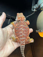 Load image into Gallery viewer, Red Male (Thomas)
