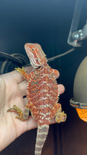 Load image into Gallery viewer, Red Male (Thomas)
