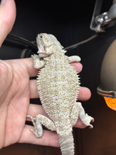 Load image into Gallery viewer, Female (Misty)
