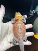 Load image into Gallery viewer, Translucent Female (Gracie)
