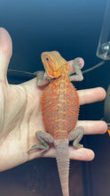 Load image into Gallery viewer, Translucent Female (Gracie)
