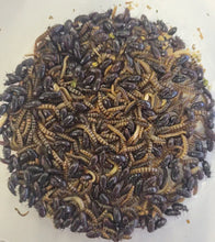 Load image into Gallery viewer, Live Organic Lesser / Buffalo Mealworms
