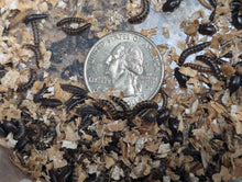 Load image into Gallery viewer, Live Organic Lesser / Buffalo Mealworms
