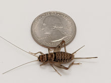 Load image into Gallery viewer, Dragon Smart Large Crickets
