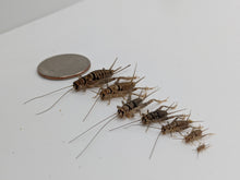 Load image into Gallery viewer, Dragon Smart Medium Crickets
