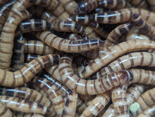 Load image into Gallery viewer, Live Organic Superworms

