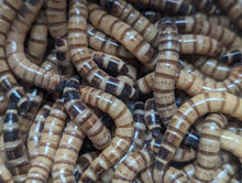 Load image into Gallery viewer, Live Organic Superworms
