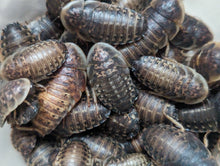 Load image into Gallery viewer, Live Organic Dubia Roaches
