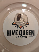 Load image into Gallery viewer, Live Organic Dubia Roaches
