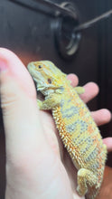 Load and play video in Gallery viewer, Hypo Male (Nirvana)
