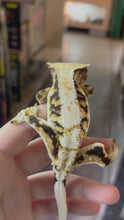 Load and play video in Gallery viewer, Male Lily White Crested Gecko (Kasper)

