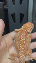 Load and play video in Gallery viewer, Leatherback Dunner Female (Wendy)
