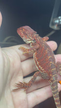 Load and play video in Gallery viewer, Red Monster Male (Cooper)
