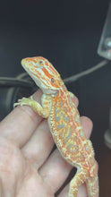 Load and play video in Gallery viewer, Orange Hypo Female (Trina)
