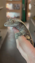 Load and play video in Gallery viewer, Male Crested Gecko "No Tail" (Ash)
