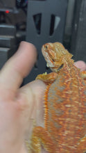 Load and play video in Gallery viewer, Orange Male (Pringle)
