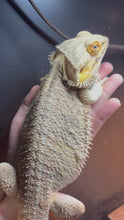 Load and play video in Gallery viewer, RESCUE SPICY Male (Frank)
