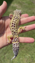 Load and play video in Gallery viewer, Female MBD Leopard Gecko (Luna)
