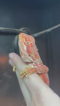 Load and play video in Gallery viewer, Red Female (Molly)

