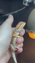 Load and play video in Gallery viewer, Orange Male (Joe)
