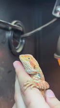 Load and play video in Gallery viewer, Leatherback Female (Beyoncé)

