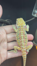 Load and play video in Gallery viewer, Hypo Citrus Female (Ella)
